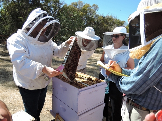 Extension apiculturist Elina Lastro Niño conducts a beekeeping class at the Harry H. Laidlaw Jr. Honey Bee Research Facility, UC Davis. (Photo by Kathy Keatley Garvey)