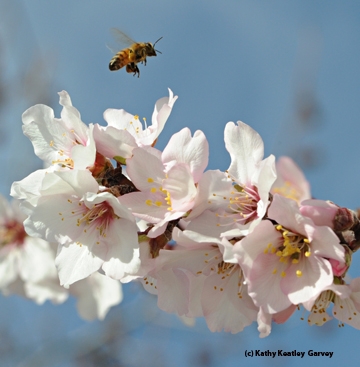 A honey bee foraging in almonds. (Photo by Kathy Keatley Garvey)