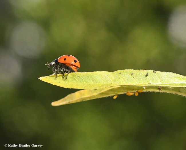 A lady beetle positions itself on a tropical milkweed leaf, poised  for flight. (Photo by Kathy Keatley Garvey)