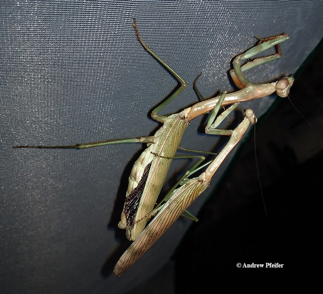 Mating pair of mega mantids, Plistospilota guineensis. These mantids are part of Andrew Pfeifer's collection in Monroe County, N.C. See the result below! (Photo by Andrew Pfeifer)