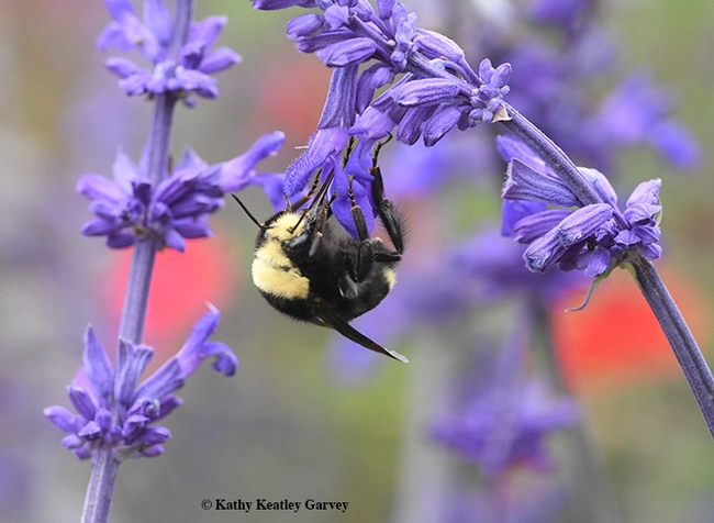 The queen Bombus vosnesenskii begins her bumble bee acrobatics in the Kate Frey pollinator garden, Sonoma Cornerstone. (Photo by Kathy Keatley Garvey)