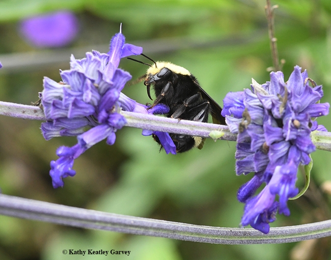 Ah, nectar. The queen bumble bee extends her tongue (proboscis). (Photo by Kathy Keatley Garvey)