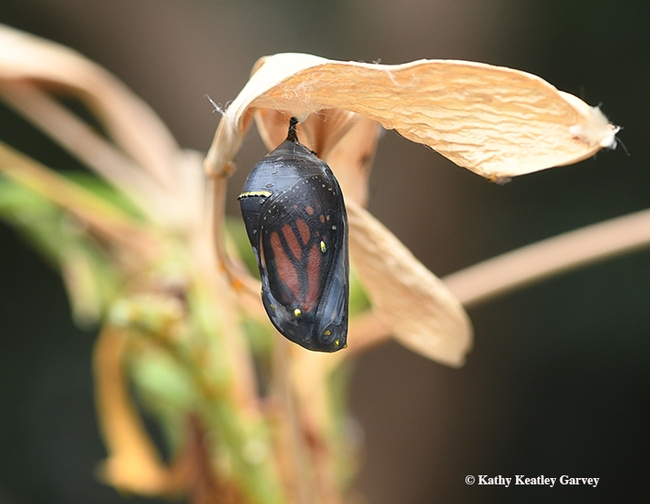 On Nov. 22, the chrysalis darkened, revealing the iconic orange, black and white wings of the monarch in all its transparency. (Photo by Kathy Keatley Garvey)