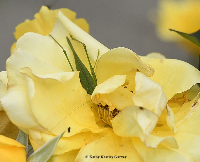 Bottoms up! A katydid tunnels into a yellow rose. (Photo by Kathy Keatley Garvey)