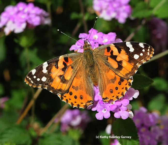 A painted lady, Vanessa cardui, on lantana in Vacaville, Calif. Now researchers at the University of Manitoba have identified the genetic code by which butterflies can assign color patterns to different parts of their wings during development. (Photo by Kathy Keatley Garvey)