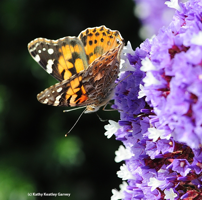 A painted lady, Vanessa cardui, nectaring on lantana in Vacaville, Calif.  (Photo by Kathy Keatley Garvey)