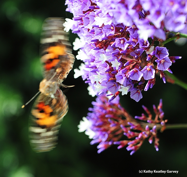 The presence of a predator startles a painted lady, Vanessa cardui. (Photo by Kathy Keatley Garvey)