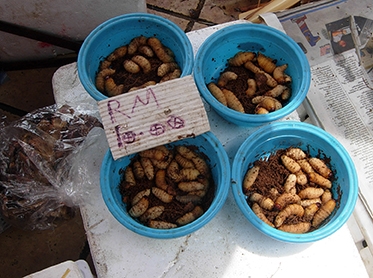 Palm weevil larvae available for sale at a Malaysian market. (Photo courtesy of Peter Cranston)