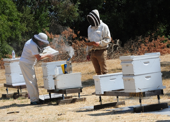 Beekeeper Charley Nye (right), manager of the Harry H. Laidlaw Jr. Honey Bee Research Facility, scores an applicant in the California Master Beekeeper Program. (Photo by Kathy Keatley Garvey)
