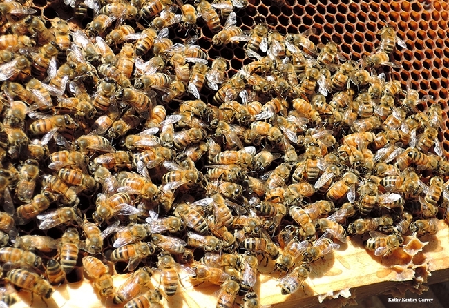 Like to learn more about honey bees? UC Davis is offering beekeeping courses beginning March 24. (Photo by Kathy Keatley Garvey)