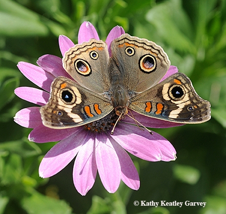 This the adult buckeye butterfly,Junonia coenia. (Photographed in Vacaville, Calif. by Kathy Keatley Garvey)