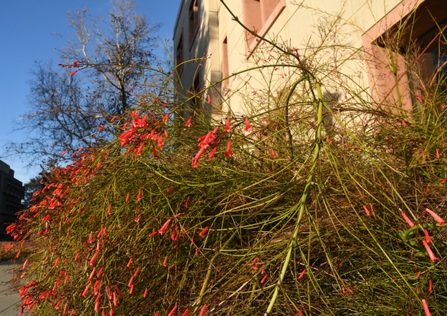 Firecracker plant, Russellia equisetiforis, thrives by the Sciences Lab Building on the UC Davis campus. (Photo by Kathy Keatley Garvey)
