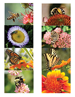 These notecards (photography by Kathy Keatley Garvey) are available from the Honey and Pollination Center.
