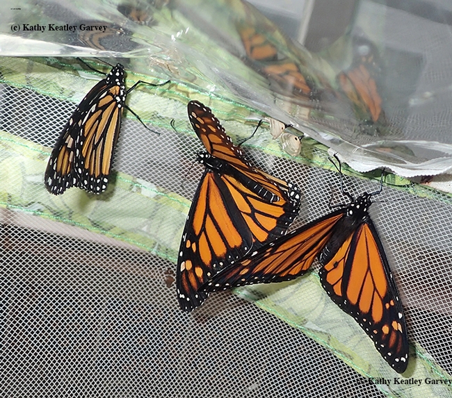 Last year at this time, we saw four monarchs eclose in our small-scale rearing project. (Photo by Kathy Keatley Garvey)