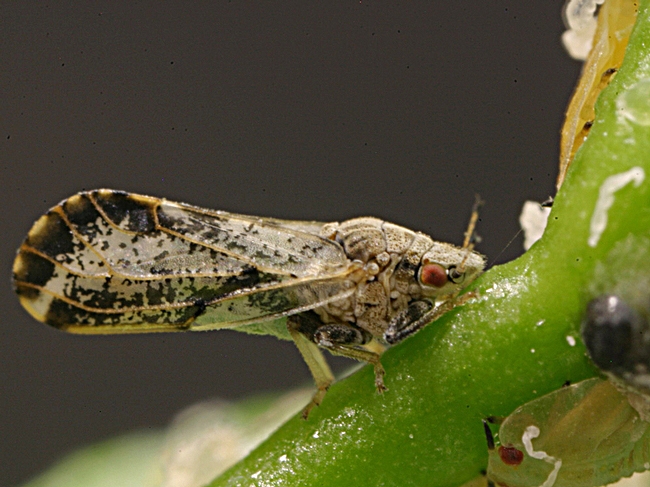 Asian citrus psyllid. (Photo by California Department of Food and Agriculture)