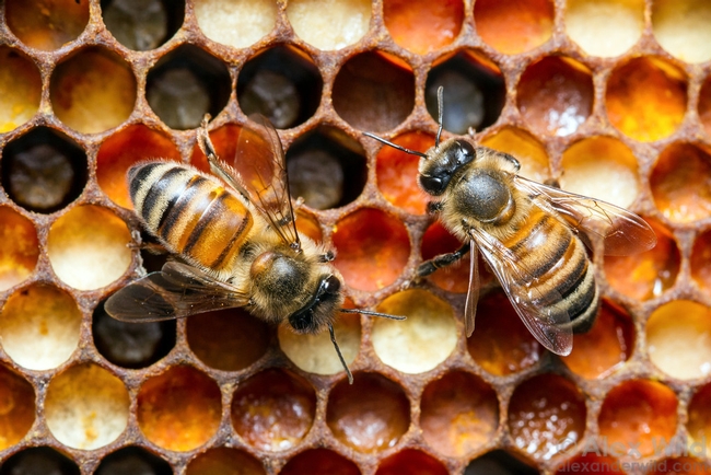 This image of honey bees by Alex Wild will be part of the Jan. 8-April 22 exhibition, 