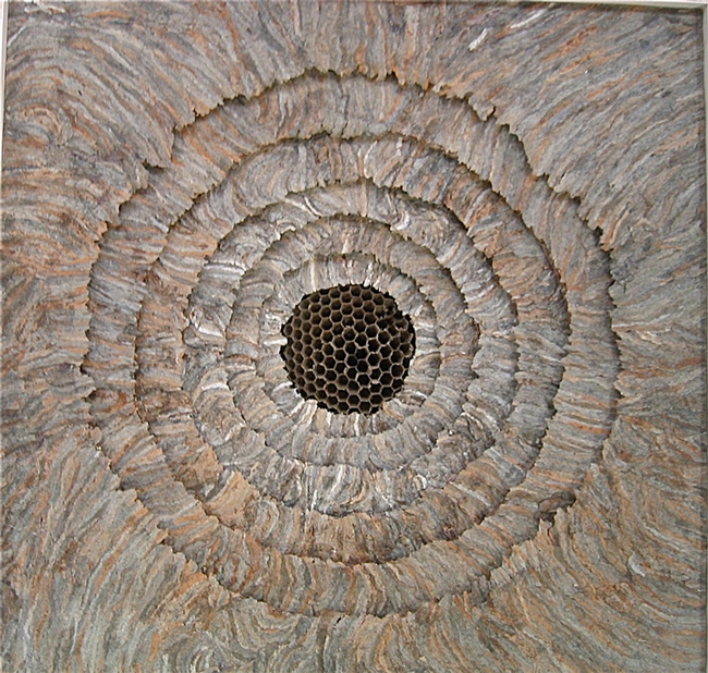 This is part of the trilogy of wall pieces created by artist Ann Savageau, professor emerita, UC Davis Department of Design. Her materials: hornet nest paper.