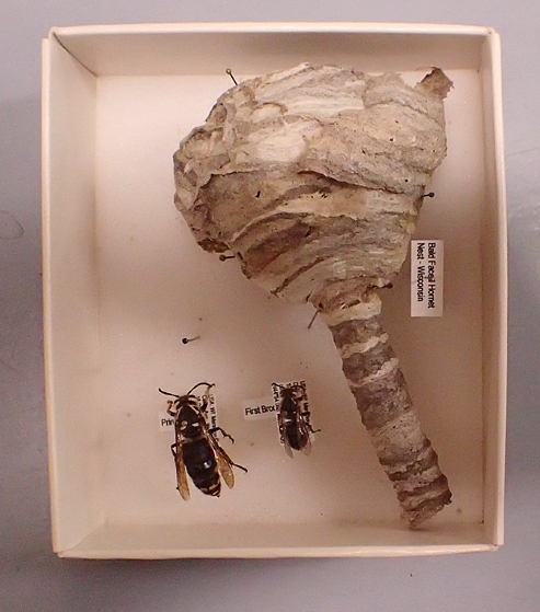 This is the beginning of a hornet's nest. At left is the queen bald-faced hornet, and at right a worker hornet. This is a display from the Bohart Museum of Entomology. (Photo by Kathy Keatley Garvey)