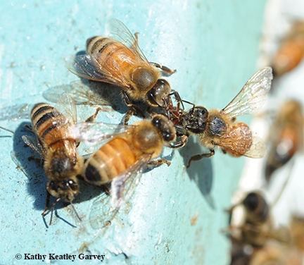 Close-up of a returning foraging sharing honey with her sisters. (Photo by Kathy Keatley Garvey)