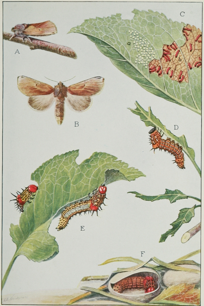 This graphic from Wikipedia shows The red-humped caterpillar (Schizura concinna). Click to enlarge. A: the moth in position of repose (natural size). B. moth with wings spread. C. under surface of apple leaf, showing eggs at a, and young caterpillars feeding at b. D: a caterpillar in next to last stage of growth. E: full-grown caterpillars (one-half larger than natural size). F: two cocoons on ground among grass and dead leaves, one cut open showing caterpillar within before transforming to pupa, (Courtesy of Wikipedia)