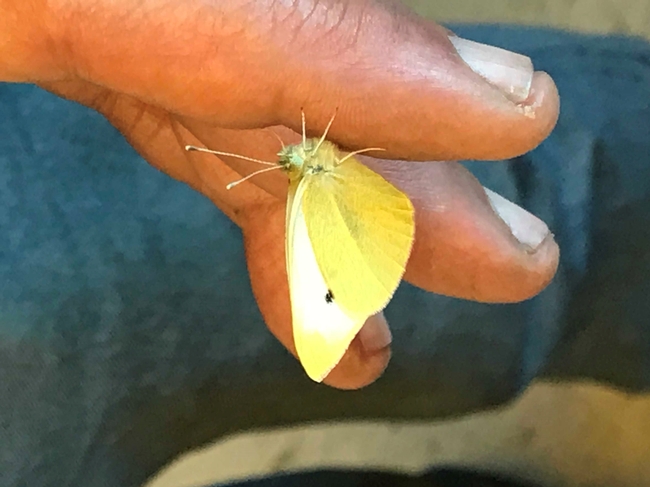This is the first-collected cabbage white butterfly of the year in the three-county area of Sacramento, Yolo and Solano. It's the winner of the Beer-for-a-Butterfly Contest and the winner is Professor Art Shapiro! (Photo by Sherri Mann of the UC Davis Department of Evolution and Ecology)