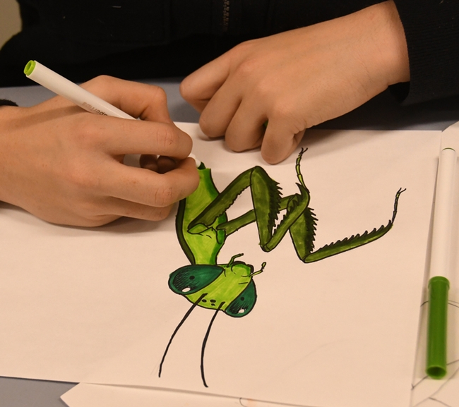 This praying mantis, drawn by Karissa Merritt, is being colored by James Harris, 13, of Winters at the Bohart Museum of Entomology open house. (Photo by Kathy Keatley Garvey)