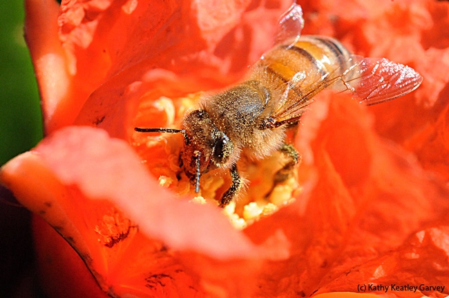 A honey bee pollinating a pomegranate blossom in Vacaville, Calif. (Photo by Kathy Keatley Garvey)