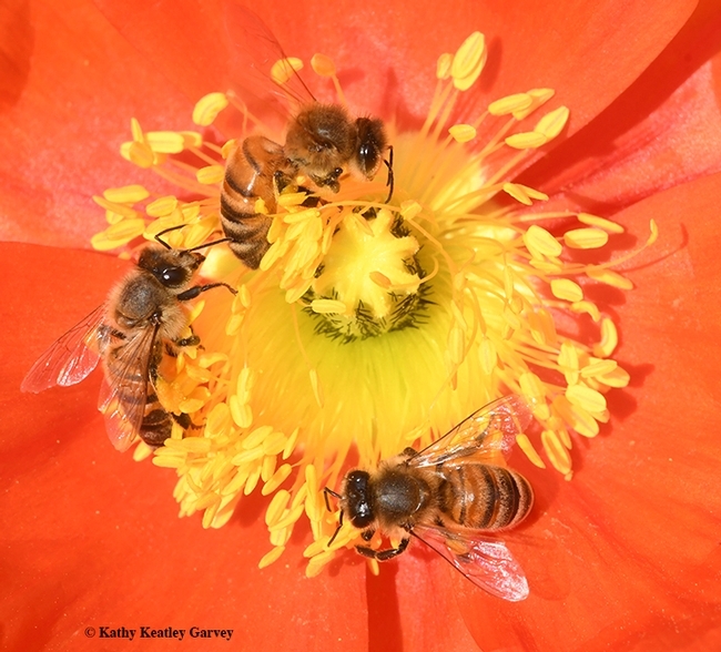 Honey bees foraging on Iceland poppy. Graduate students who do research on pollinators are invited to enter the Graduate Student Research Poster competition. (Photo by Kathy Keatley Garvey)