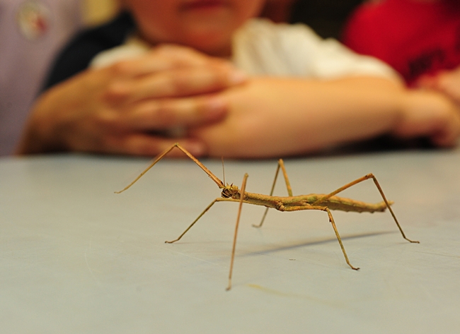 A stick insect, or walking stick, makes the rounds at the Bohart Museum of Entomology. (Photo by Kathy Keatley Garvey)