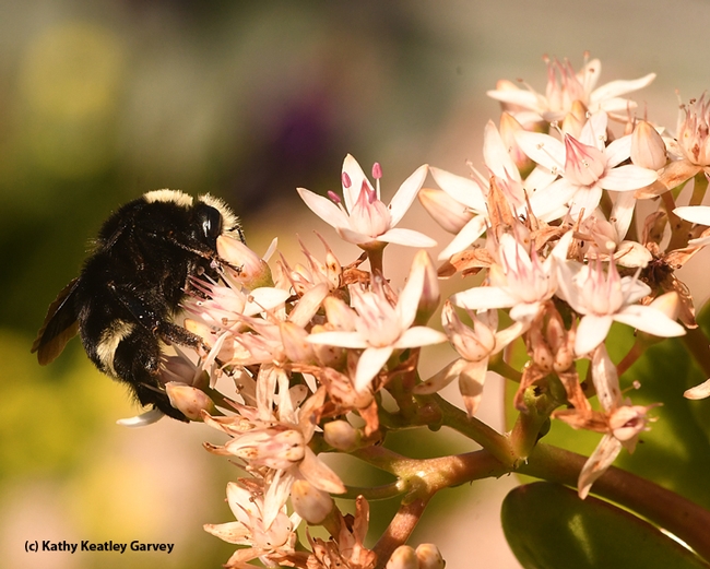Going sideways! The yellow-faced bumble bee pauses for a moment on jade blossoms in Benicia. (Photo by Kathy Keatley Garvey)