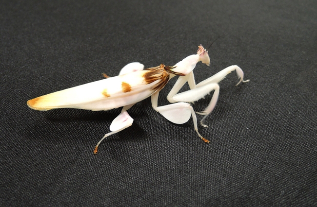 This is Martha, an orchid praying mantis that's part of the collection of UC Davis entomology student Lohit Garikipati. (Photo by Kathy Keatley Garvey)