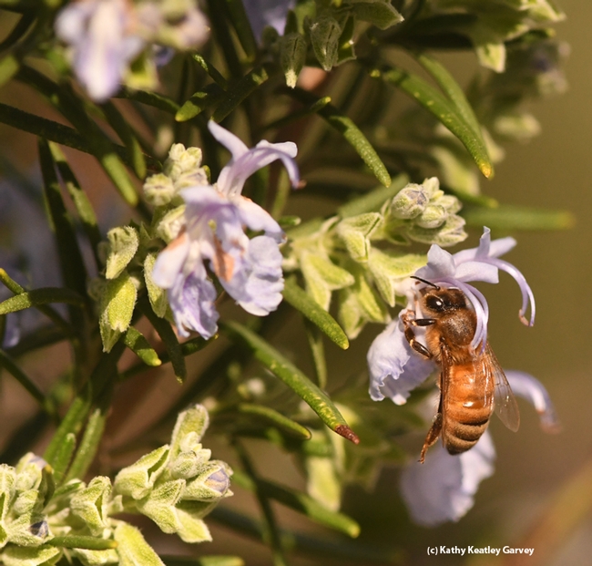A honey bee nectars on a rosemary blossom on Feb. 9 on the UC Davis campus. (Photo by Kathy Keatley Garvey)