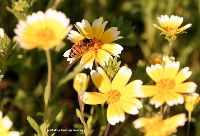 A honey bee singles out a tidy tip blossom Feb. 9 on the UC Davis campus. (Photo by Kathy Keatley Garvey)