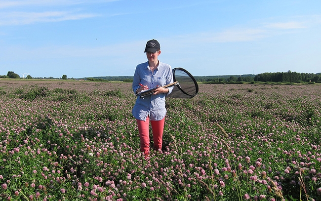 Researcher Maj Rundlöf working in red clover seed field in Skåne, southern Sweden. (Photo by Christian Krintel)