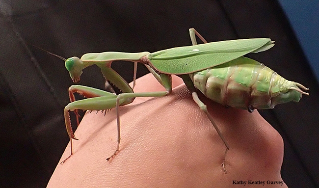 This praying mantis, nicknamed 