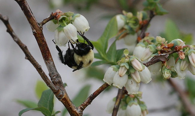 A bumble bee pollinating blueberries. (Photo courtesy of Rachael Winfree, Rutgers University)