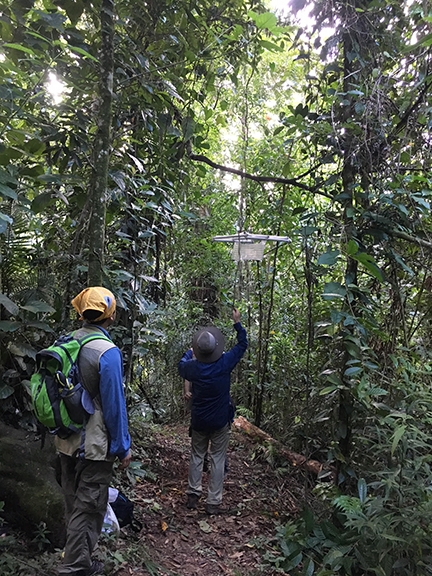 Collecting insects in Belize. (Photo by Fran Keller)