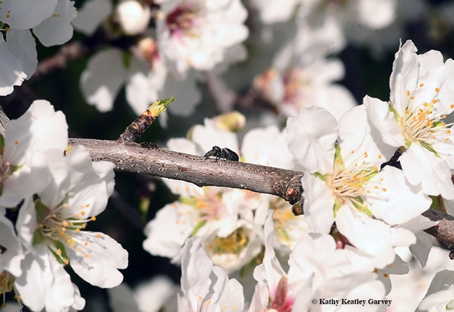 Can you see an ant and a spider in this photo of an almond tree? It's a winter ant, Prenolepis imparis and a jumping spider, Salticidae. (Photo by Kathy Keatley Garvey)