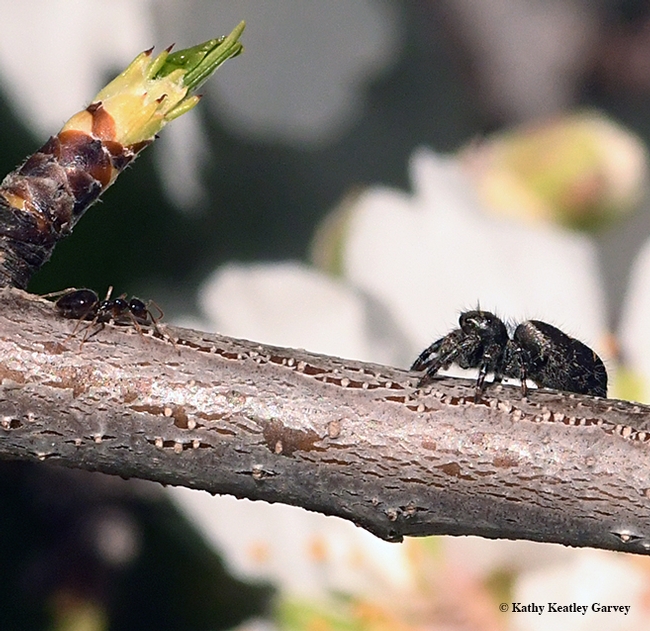Eyes to eyes: A winter ant, Prenolepis imparis, encounters a jumping spider on an almond branch on a tree off Bee Biology Road, UC Davis. The jumping spider has four pairs of eyes while the ant has one pair. No arthropods were harmed in the making of this photo. (Photo by Kathy Keatley Garvey)