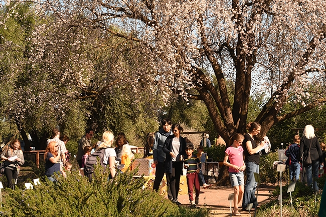 A blooming almond tree graces the Häagen-Dazs Honey Bee Haven as visitors check out the flowers and pollinators. (Photo by Kathy Keatley Garvey)