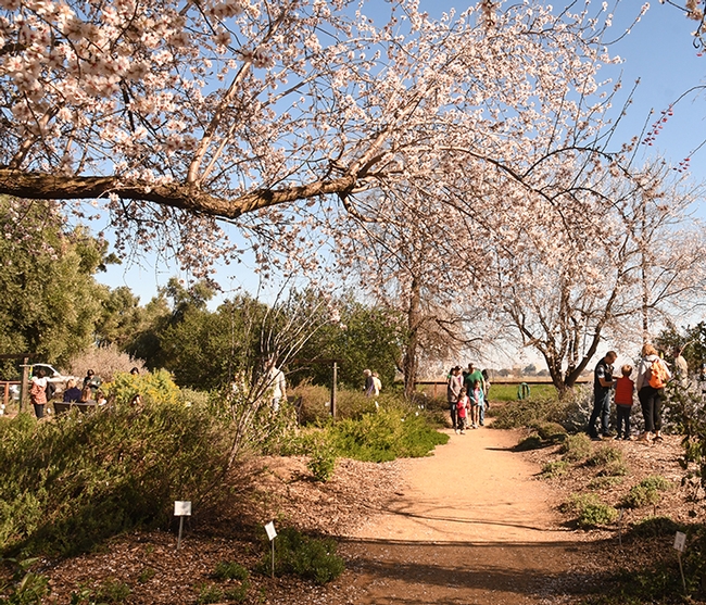 A scenic shot: Visitors walk along a path in the Häagen-Dazs Honey Bee Haven. An almond tree is in the foreground. (Photo by Kathy Keatley Garvey)