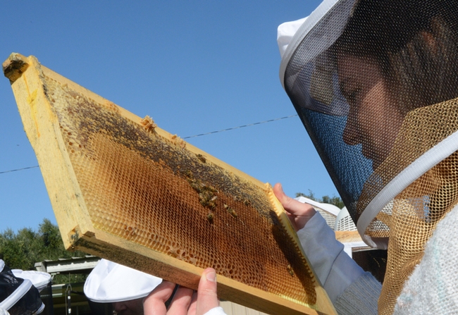 When it comes to gender, most beekeepers are males. In national beekeeping groups women represent less than a third of leadership positions, according to the Bee Culture magazine. (Photo by Kathy Keatley Garvey)