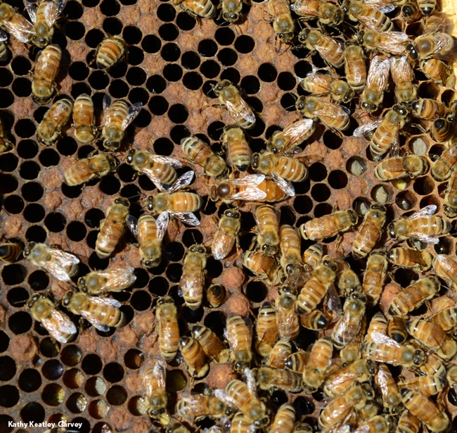 Honey bees draw the attention of both men and women, but more men than women are beekeepers. (Photo by Kathy Keatley Garvey)