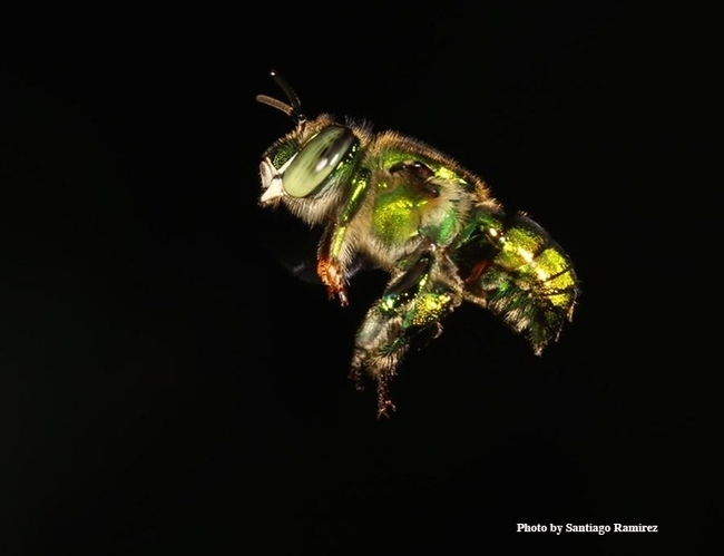 An orchid bee in flight. UC Davis researcher Santiago Ramirez will discuss his work at the fourth annual UC Davis Bee Sympoisum on March 3. (Photo by Santiago Ramirez)