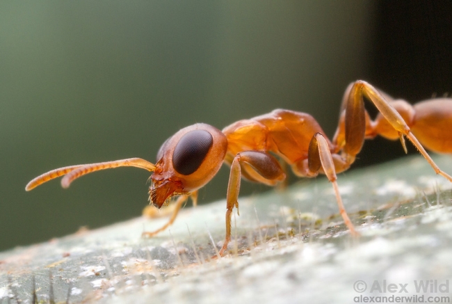 This is a big-eyed ant, Pseudomyrmex boopis. Alexander Wild, who received his doctorate in entomology from UC Davis and is now curator of entomology, University of Austin, Texas,  captured this image in Armenia, Belize. See more of his images at alexanderwild.com. (Copyrighted by Alex Wild and used with permission)