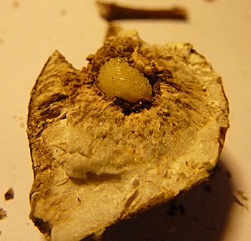 A Eurosta solidaginis larva in a freshly dissected gall. (Courtesy of Wikipedia)