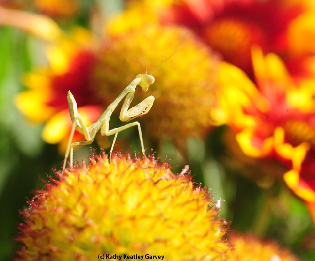 Pollinators aren't the only insects that like Gaillardia. Here a praying mantis lies in wait. (Photo by Kathy Keatley Garvey)