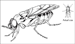 The tsetse fly (illustration courtesy of World Health Organization)