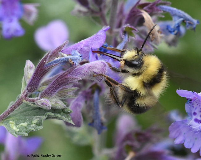 A bumble bee, Bombus melanopygus, nectaring on lavender in Vacaville, Calif. (Photo by Kathy Keatley Garvey)