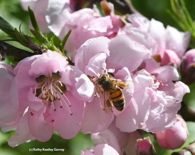 A foraging honey bee takes a liking to a nectarine blossom. (Photo by Kathy Keatley Garvey)